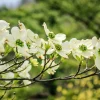 White Flowering Dogwood Tree Live Plant – 1 Foot Tall – Outdoor Deciduous Tree - Image 1