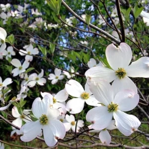 White Flowering Dogwood Tree Live Plant - Quart Pot, Outdoor Shrub - Image 2