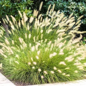 White Fountain Grass Live Plant - 2 Count, 4-7 Inch Tall Ornamental Grass - Image 2