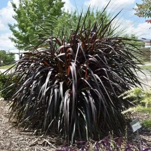 White Fountain Grass Live Plant - 2 Count, 4-7 Inch Tall Ornamental Grass - Image 5
