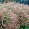 White Fountain Grass Live Plant - 2 Count, 4-7 Inch Tall Ornamental Grass - Image 1