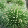 White Fountain Grass Live Plant Pennisetum Alopecuroides Starter 5-8 Inch Tall Outdoor - Image 1