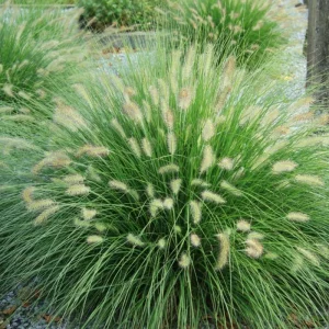 White Fountain Grass Live Plant Pennisetum Alopecuroides Starter 5-8 Inch Tall Outdoor - Image 1
