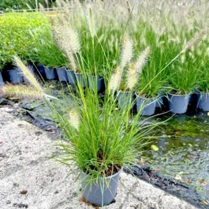 White Fountain Grass Live Plant Pennisetum Alopecuroides Starter 5-8 Inch Tall Outdoor - Image 2