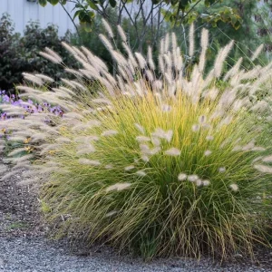 White Fountain Grass Live Plant Pennisetum Alopecuroides Starter 5-8 Inch Tall Outdoor - Image 3