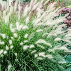 White Fountain Grass Live Plant Pennisetum Alopecuroides Starter 5-8 Inch Tall Outdoor - Image 4