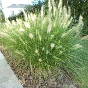 White Fountain Grass Live Plant Pennisetum Alopecuroides Starter 5-8 Inch Tall Outdoor - Image 5
