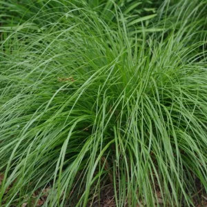 White Fountain Grass Live Plant Pennisetum Alopecuroides Starter 5-8 Inch Tall Outdoor - Image 7