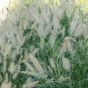 White Fountain Grass Live Plant Pennisetum Alopecuroides Starter 5-8 Inch Tall Outdoor - Image 8