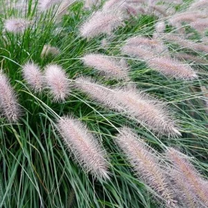 White Fountain Grass Live Plant Pennisetum Alopecuroides Starter 5-8 Inch Tall Outdoor - Image 9