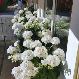 White Geranium Live Plants, 3-Pack, 5-8 Inches Tall, Outdoor Flowering - Image 2
