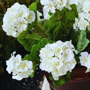 White Geranium Live Plants - Set of 3, Flowering Annuals, 5-7 inches, Full Sun - Image 5