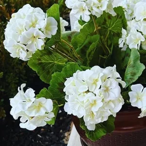 White Geranium Live Plants - Set of 3, Flowering Annuals, 5-7 inches, Full Sun - Image 6