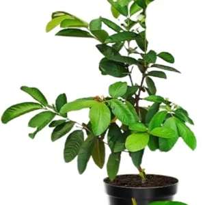 White Guava Live Plant – Sweet Guava Tree for Edible Fruits – 10 Inch Tall – Outdoor - Image 3