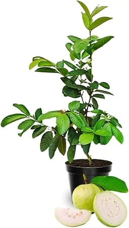 White Guava Live Plant – Sweet Guava Tree for Edible Fruits – 10 Inch Tall – Outdoor - Image 6
