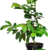 White Guava Live Plant – Sweet Guava Tree for Edible Fruits – 10 Inch Tall – Outdoor - Image 1