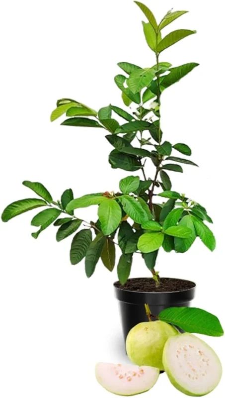 White Guava Live Plant – Sweet Guava Tree for Edible Fruits – 10 Inch Tall – Outdoor - Image 1
