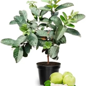 White Guava Tree Live Plant, 10 Inch Sweet Tropical Fruit Plant, Outdoor - Image 3
