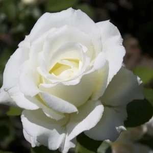 White Hybrid Tea Rose Plant - Fragrant JFK Rose Bush, 5-8 Inch Tall Live Starter - Image 4