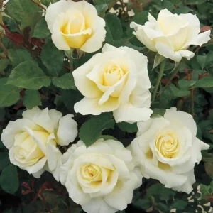 White Hybrid Tea Rose Plant - Fragrant JFK Rose Bush, 5-8 Inch Tall Live Starter - Image 1