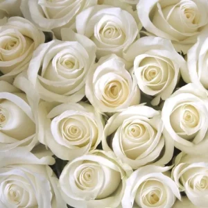 White Hybrid Tea Rose Plant - Fragrant JFK Rose Bush, 5-8 Inch Tall Live Starter - Image 5