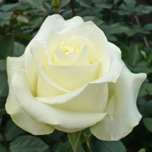 White Hybrid Tea Rose Plant - Fragrant JFK Rose Bush, 5-8 Inch Tall Live Starter - Image 6