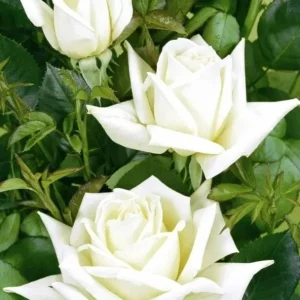 White Hybrid Tea Rose Plant - Fragrant JFK Rose Bush, 5-8 Inch Tall Live Starter - Image 7