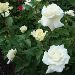 White Hybrid Tea Rose Plant - Fragrant JFK Rose Bush, 5-8 Inch Tall Live Starter - Image 8