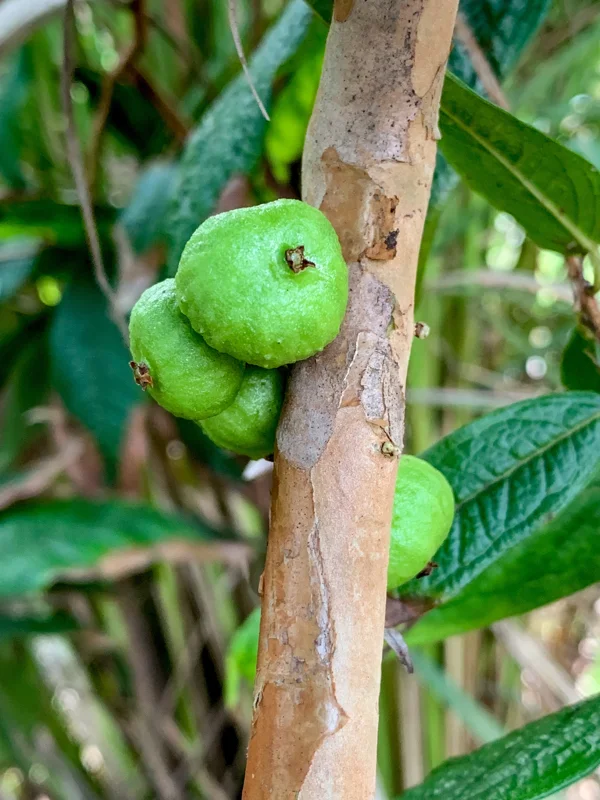White Jaboticaba Plinia Aureana Brazilian Grape Live Plant - 5-8 Inch Starter Tree in 2.5 Inch Pot - Image 5