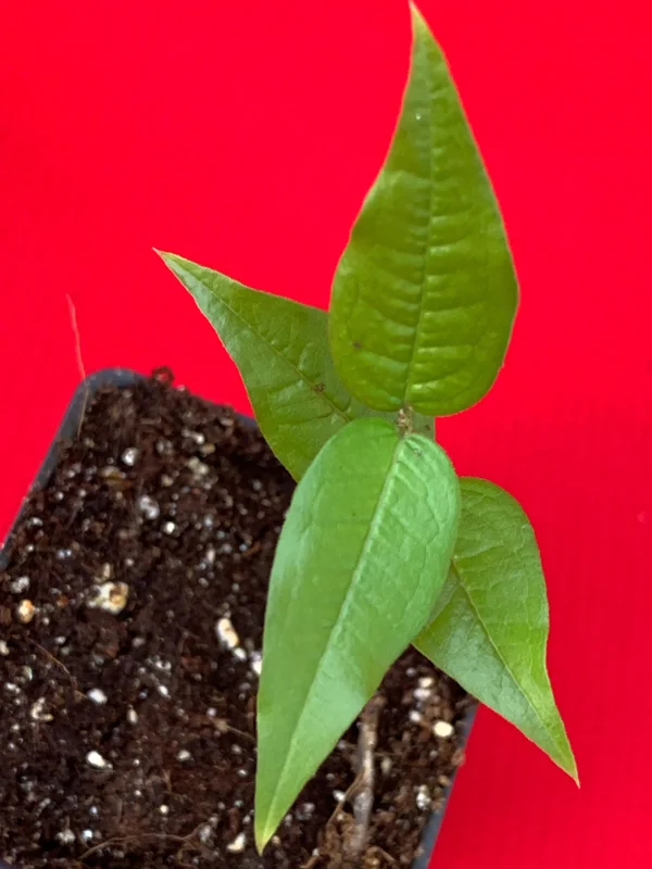 White Jaboticaba Plinia Aureana Brazilian Grape Live Plant - 5-8 Inch Starter Tree in 2.5 Inch Pot - Image 6