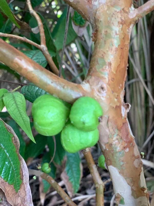 White Jaboticaba Plinia Aureana Brazilian Grape Live Plant - 5-8 Inch Starter Tree in 2.5 Inch Pot - Image 7