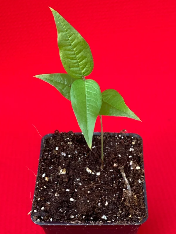 White Jaboticaba Plinia Aureana Brazilian Grape Live Plant - 5-8 Inch Starter Tree in 2.5 Inch Pot - Image 8