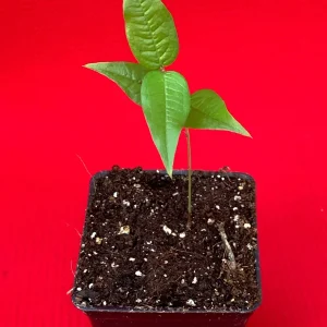 White Jaboticaba Plinia Aureana Brazilian Grape Live Plant - 5-8 Inch Starter Tree in 2.5 Inch Pot - Image 9