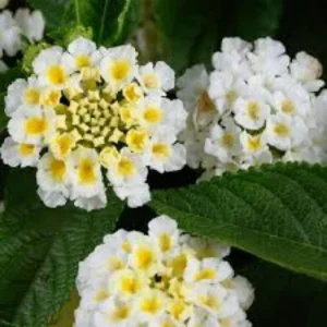 White Lantana Live Plants – 4 Pack, 4-7 Inches Tall, Hardy Annual/Perennial - Image 2