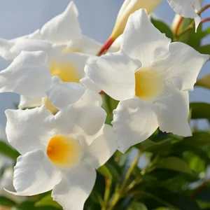 White Mandevilla Vine Live Plant - Dipladenia Tropical Flower 5-9 Inch Tall - Image 1