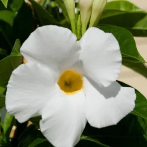 White Mandevilla Vine Live Plant - Dipladenia Tropical Flower 5-9 Inch Tall - Image 2