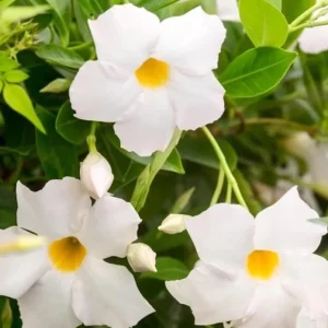White Mandevilla Vine Live Plant - Dipladenia Tropical Flower 5-9 Inch Tall - Image 3