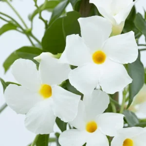 White Mandevilla Vine Live Plant - Dipladenia Tropical Flower 5-9 Inch Tall - Image 4