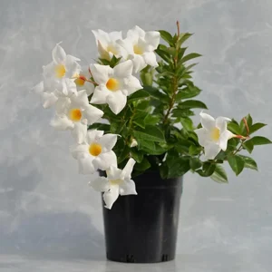 White Mandevilla Vine Live Plant - Dipladenia Tropical Flower 5-9 Inch Tall - Image 5