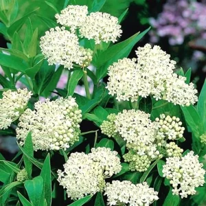 White Milkweed Live Plants - 2 Pack, 5-9