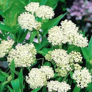 White Milkweed Live Plants - 2 Pack, 5-9