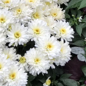 White Mum Plant Live, Chrysanthemum Perennial, 4-6 Inch Tall, Outdoor - Image 2
