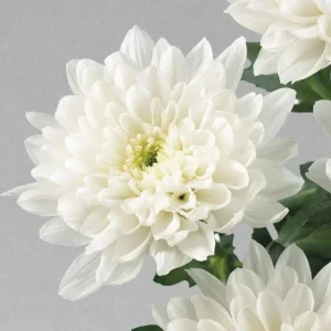White Mum Plant Live, Chrysanthemum Perennial, 4-6 Inch Tall, Outdoor - Image 3