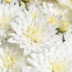 White Mum Plant Live, Chrysanthemum Perennial, 4-6 Inch Tall, Outdoor - Image 1