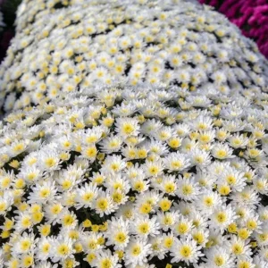 White Mum Plant Live, Chrysanthemum Perennial, 4-6 Inch Tall, Outdoor - Image 5