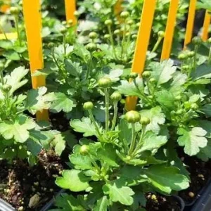 White Mum Plant Live, Chrysanthemum Perennial, 4-6 Inch Tall, Outdoor - Image 6