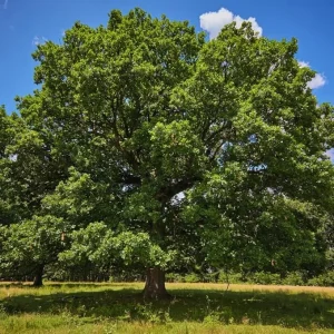 White Oak Tree Live Plant – 6 to 12 Inches Tall – Outdoor Shade Tree - Image 6