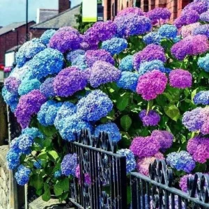 White Oakleaf Hydrangea Live Plant Bush Shrub 5-11 Inches Tall, White Blooms, Hardy - Image 2