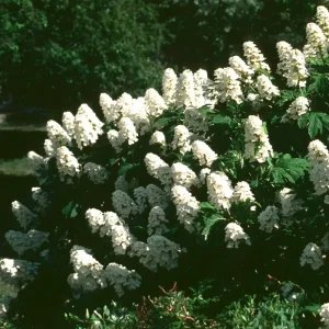 White Oakleaf Hydrangea Live Plant Bush Shrub 5-11 Inches Tall, White Blooms, Hardy - Image 3