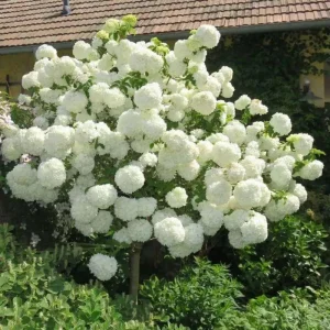 White Oakleaf Hydrangea Live Plant Bush Shrub 5-11 Inches Tall, White Blooms, Hardy - Image 4